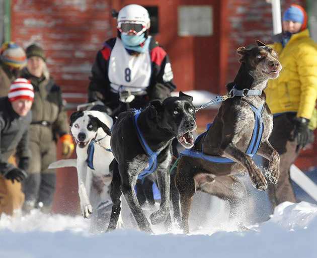 sled-dog-racing-630.jpg